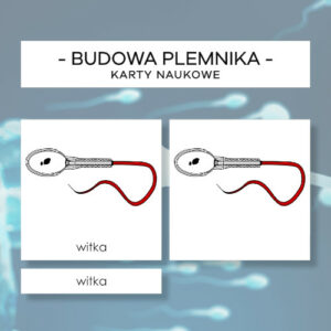 Budowa plemnika - karty naukowe 15 szt.