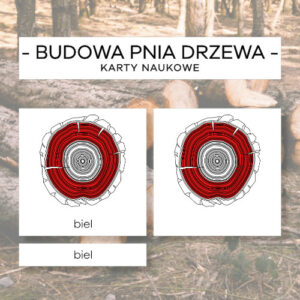 Budowa pnia drzewa - karty naukowe 9 szt.