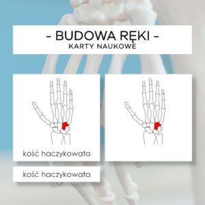 Budowa ręki - karty naukowe 15 szt.