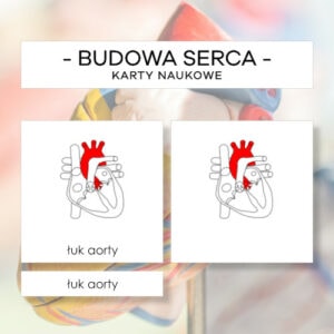 Budowa serca człowieka - karty naukowe 14 szt.