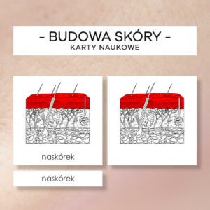 Budowa skóry - karty naukowe 15 szt.