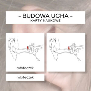 Budowa ucha - karty naukowe 14 szt.