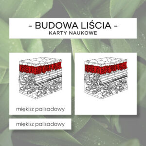 Budowa wewnętrzna liścia - karty naukowe 11 szt.
