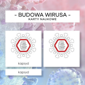 Budowa wirusa - karty naukowe 7 szt.