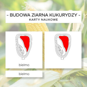 Budowa ziarna kukurydzy - karty naukowe 13 szt.