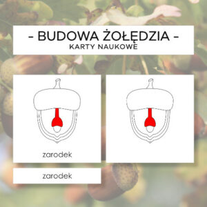 Budowa żołędzia - karty naukowe 9 szt.
