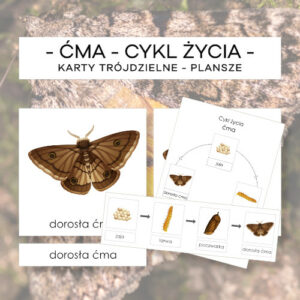 Cykl życia ćmy - karty trójdzielne 4 szt. + plansze 2 szt.