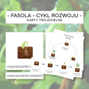 Fasola - cykl rozwoju - karty trójdzielne 4 szt. + plansze 2 szt.