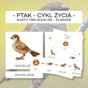 Cykl życia ptaka - karty trójdzielne 4 szt. + plansze 2 szt.