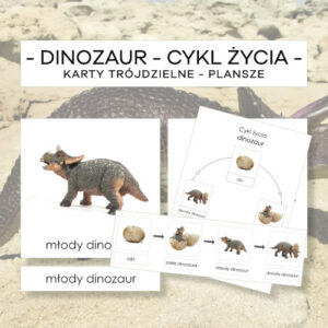 Cykl życia dinozaura - karty trójdzielne 4 szt. + plansze 2 szt.