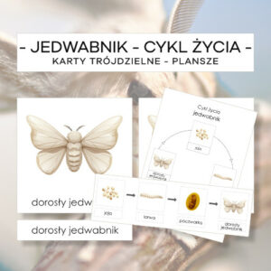 Cykl życia jedwabnika - karty trójdzielne 4 szt. + plansze 2 szt.