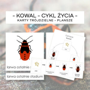 Cykl życia kowala- karty trójdzielne 4 szt. + plansze 2 szt.