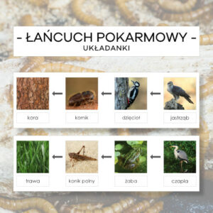 Łańcuch pokarmowy - układanka