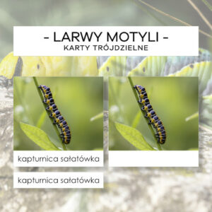 Larwy motyli - karty trójdzielne 36 szt.