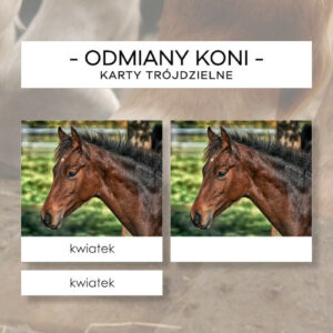 Odmiany koni - karty trójdzielne 11 szt.