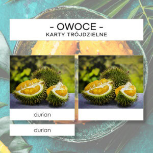 Owoce cz. III - karty trójdzielne 20 szt.