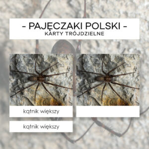 Pajęczaki Polski - karty trójdzielne 15 szt.