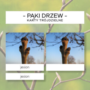 Pąki drzew - karty trójdzielne 15 szt.