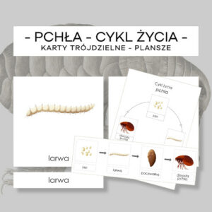 Cykl życia pchły - karty trójdzielne 4 szt. + plansze 2 szt.