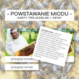Powstawanie miodu - karty trójdzielne 10 szt. + opisy