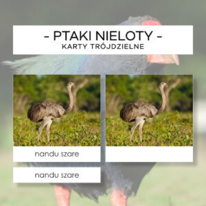 Ptaki nieloty - karty trójdzielne 10 szt.