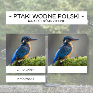 Ptaki wodne Polski - karty trójdzielne 30 szt.