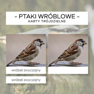 Ptaki wróblowe Polski - karty trójdzielne 60 szt.
