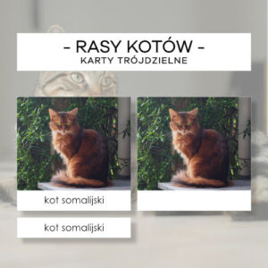 Rasy kotów - karty trójdzielne 15 szt.