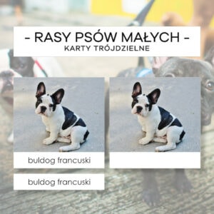 Rasy psów małych - karty trójdzielne 30 szt.