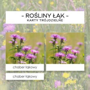 Rośliny łąk - karty trójdzielne 15 szt.