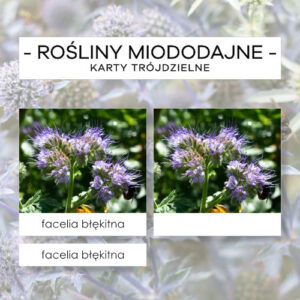 Rośliny miododajne - karty trójdzielne 24 szt.