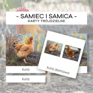 Samiec i samica - karty trójdzielne 24 szt.