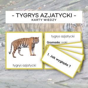 Tygrys azjatycki - karty wiedzy