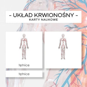 Budowa układu krwionośnego człowieka - karty naukowe 4 szt.