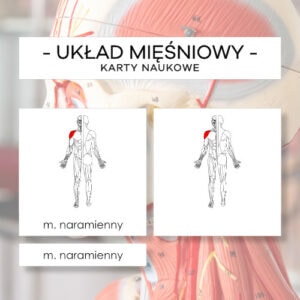 Budowa układu mięśniowego człowieka - karty naukowe 51 szt.