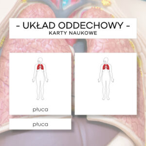 Budowa układu oddechowego człowieka - karty naukowe 9 szt.