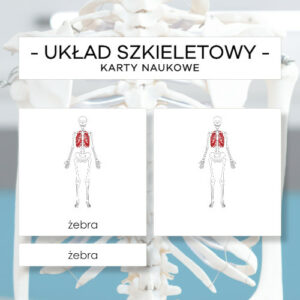 Budowa układu szkieletowego człowieka - karty naukowe 21 szt.