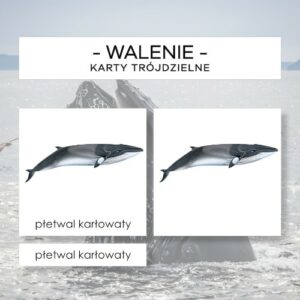 Walenie - karty trójdzielne 14 szt.