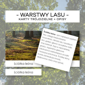 Warstwy lasu - karty trójdzielne 4 szt. + opisy
