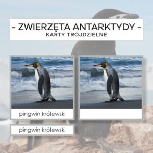 Zwierzęta Antarktydy - karty trójdzielne 14 szt.