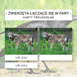 Zwierzęta łączące się w pary - karty trójdzielne 25 szt.