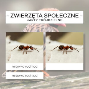 Zwierzęta społeczne - karty trójdzielne 24 szt.