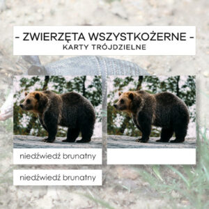 Zwierzęta wszystkożerne - karty trójdzielne 24 szt.