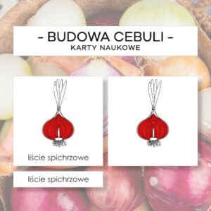 Budowa cebuli - karty naukowe 7 szt.