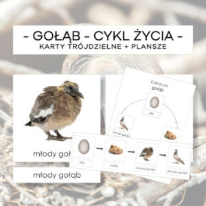 Cykl życia gołębia - karty trójdzielne 4 szt. + plansze 2 szt.