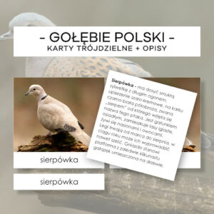 Gołębie Polski - karty trójdzielne 5 szt. + opisy