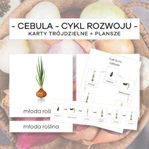 Cebula – cykl rozwoju – karty trójdzielne 6 szt. + plansze 2 szt.