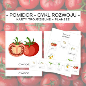 Pomidor – cykl rozwoju – karty trójdzielne 6 szt. + plansze 2 szt.