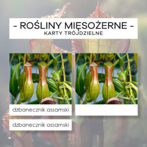 Rośliny mięsożerne - karty trójdzielne 24 szt.