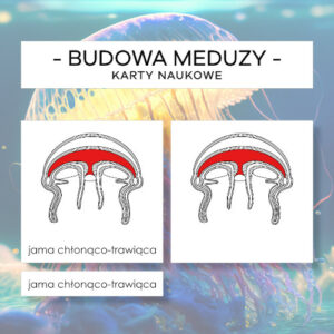 Budowa meduzy - karty naukowe 12 szt.